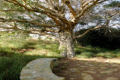 Paperbark tree